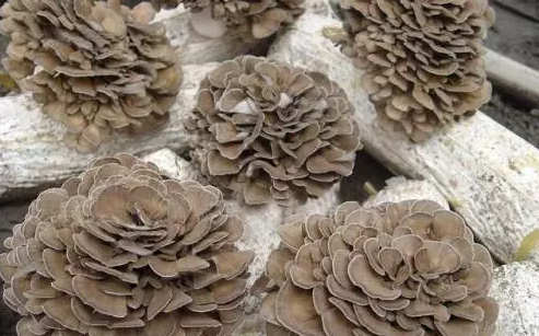 圖片關(guān)鍵詞 http://www.aaa153.com/ewebeditor/uploadfile/20170914091445139001.png