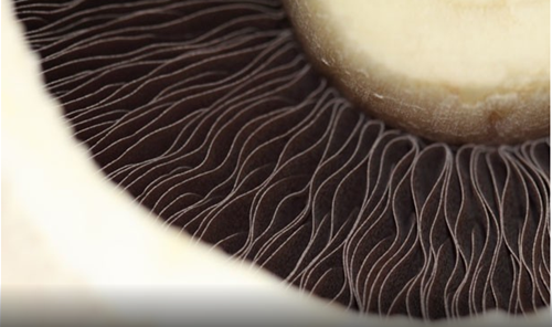 圖片關(guān)鍵詞 http://www.mushroommarket.net/file/upload/201912/18/09-20-31-22-283825.png