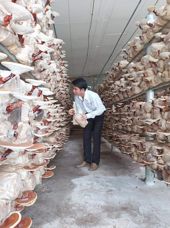 圖片關(guān)鍵詞 http://www.mushroommarket.net/file/upload/202001/02/08-38-40-83-283825.png