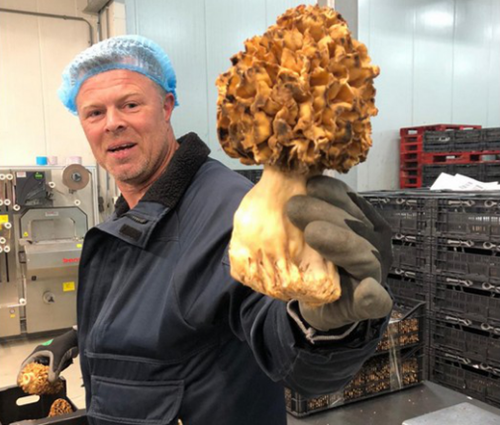 圖片關(guān)鍵詞 https://www.mushroommarket.net/file/upload/202005/20/11-31-25-62-283825.png