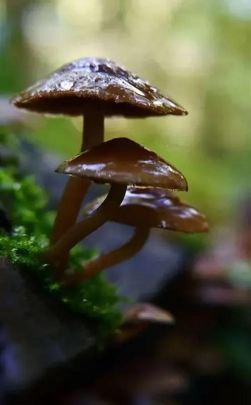 國(guó)家蘑菇地理：中國(guó)哪里的蘑菇最好吃？