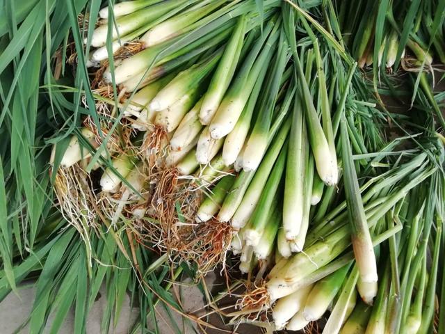 國(guó)家蘑菇地理：中國(guó)哪里的蘑菇最好吃？