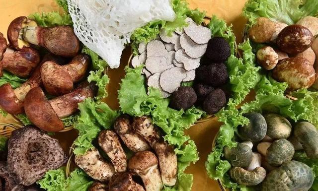 國(guó)家蘑菇地理：中國(guó)哪里的蘑菇最好吃？