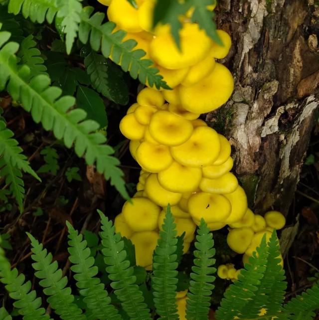 國(guó)家蘑菇地理：中國(guó)哪里的蘑菇最好吃？