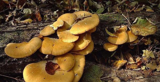 國(guó)家蘑菇地理：中國(guó)哪里的蘑菇最好吃？