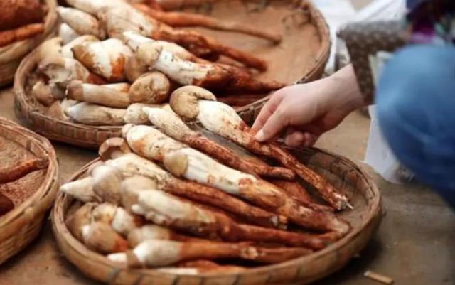 國(guó)家蘑菇地理：中國(guó)哪里的蘑菇最好吃？