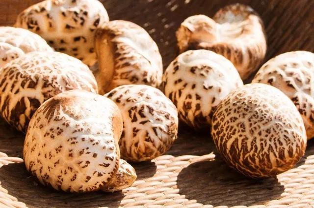 國(guó)家蘑菇地理：中國(guó)哪里的蘑菇最好吃？