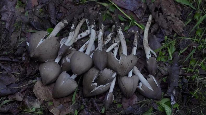 圖片關(guān)鍵詞 https://mmbiz.qpic.cn/mmbiz_jpg/EzTg6Bqtpm1Nz34Z9oSbx0FAc1BpicHG5CX2STgBiaD6ESPwJIXlpyPv0dOYlaNbmjG6VPzJtptTtiaB75Vjj3HTw/640?wx_fmt=jpeg