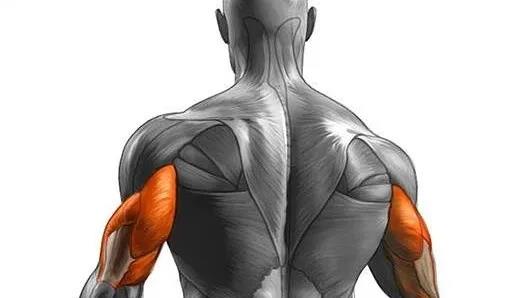 圖片關(guān)鍵詞 http://www.mushroomchina.cn/uploads/allimg/201223/1-201223155159105.jpg