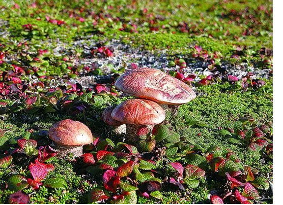 圖片關(guān)鍵詞 圖片關(guān)鍵詞