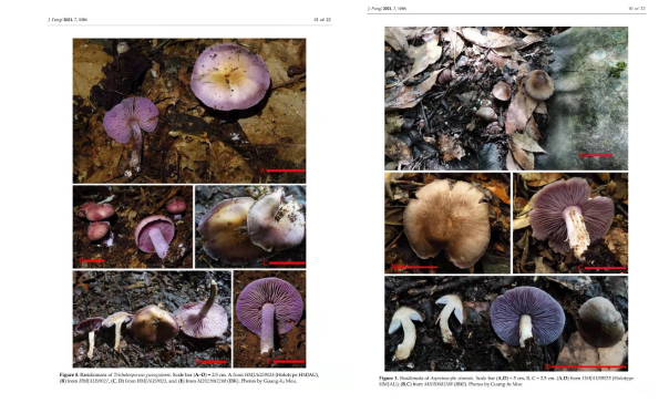 圖片關(guān)鍵詞 https://mmbiz.qpic.cn/mmbiz_png/OnRbAd1HL46g40TAzJF5YWtMuUz3YPkkma3ORGTiaibpNibZUCbNCnFQreZw7fwb4ibPd5InHKvZicgNBQy8nMOR1Ig/640?wx_fmt=png