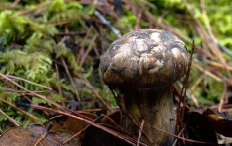 圖片關(guān)鍵詞 https://mmbiz.qpic.cn/mmbiz_png/OnRbAd1HL46bZK2fRQ1sWWuWhO7yLlQN1OlmlzQZmAGR7RB71AH5v7icSWjibvJibYHibcy0Le4RuqJTmABqzlnialQ/640?wx_fmt=png&wxfrom=5&wx_lazy=1&wx_co=1