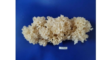 行業(yè)動(dòng)態(tài)